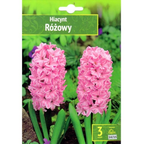 Зюмбюл Източен Розов / Hyacinthus orientalis Różowy - 3 бр луковици