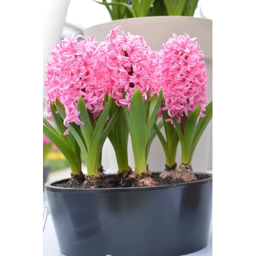 Зюмбюл Източен Розов / Hyacinthus orientalis Różowy - 3 бр луковици