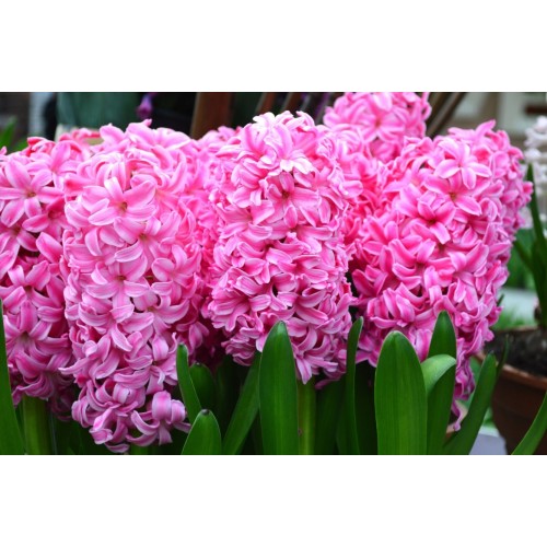 Зюмбюл Източен Розов / Hyacinthus orientalis Różowy - 3 бр луковици