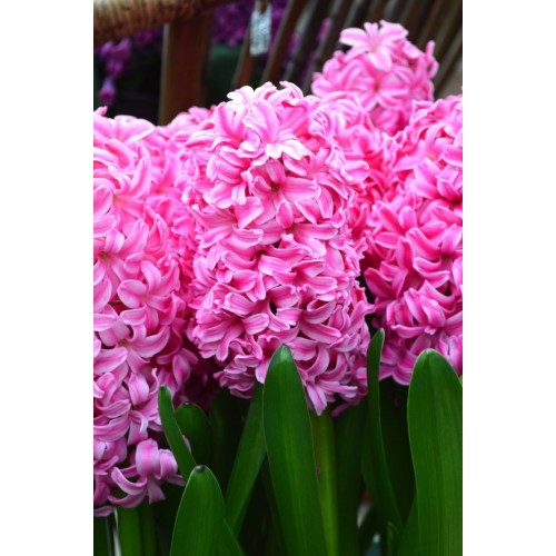 Зюмбюл Източен Розов / Hyacinthus orientalis Różowy - 3 бр луковици