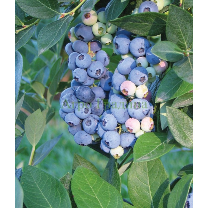 Американска Синя Боровинка Аврора Blueberry Vaccinium corymbosum Aurora