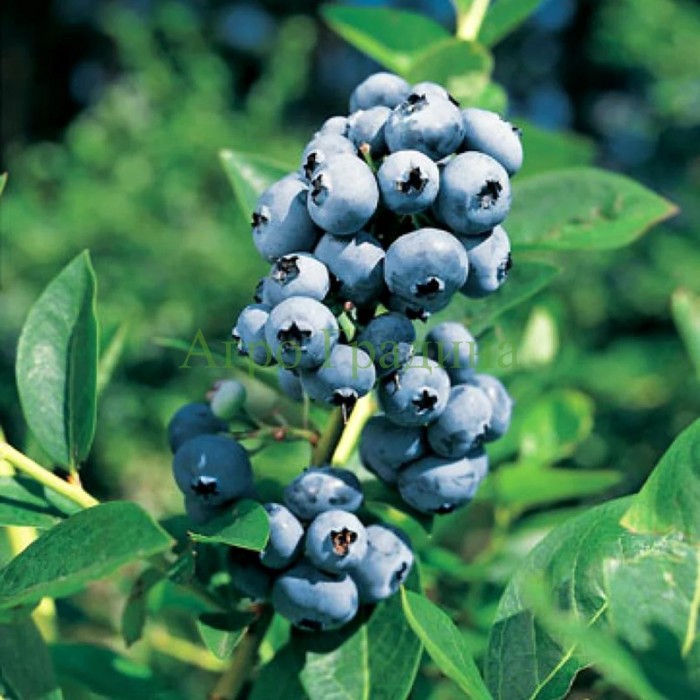 Американска Синя Боровинка Елиът Vaccinium corymbosum Elliott