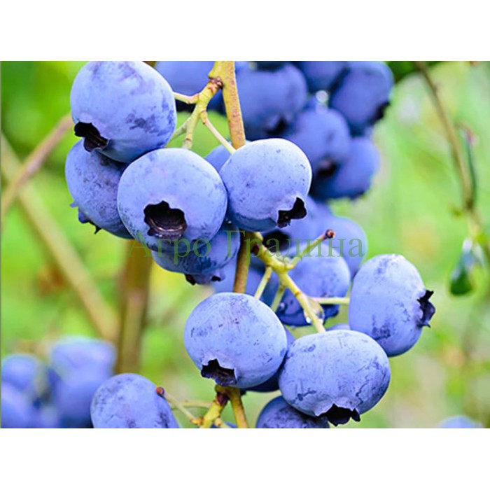 Американска Синя Боровинка Елиът Vaccinium corymbosum Elliott