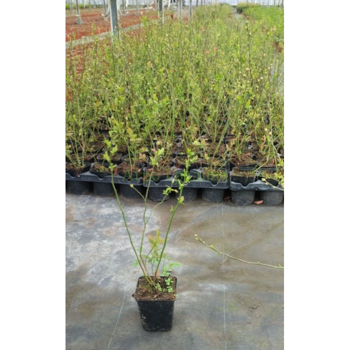 Американска Синя Боровинка Чандлър Vaccinium corymbosum Chandler
