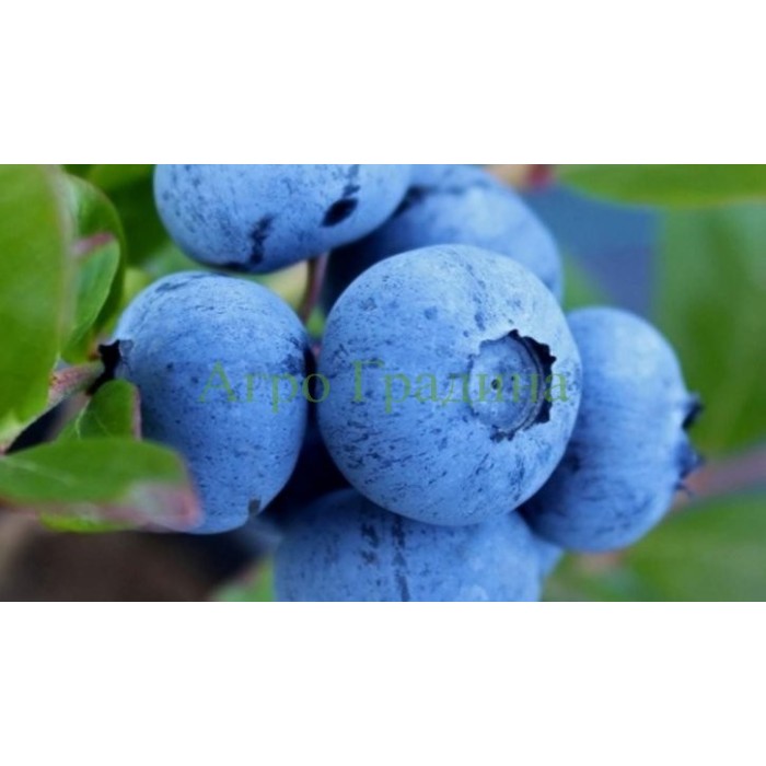 Американска Синя Боровинка Елиът Vaccinium corymbosum Elliott