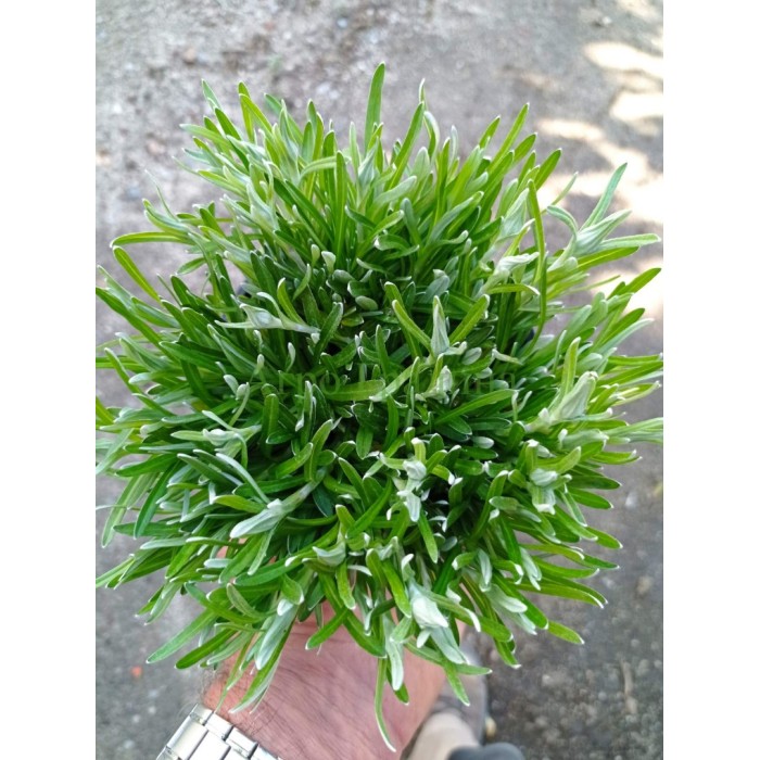 Еделвайс в саксия стартиращ ЦЪФТЕЖ Edelweiss Stella Alpina white