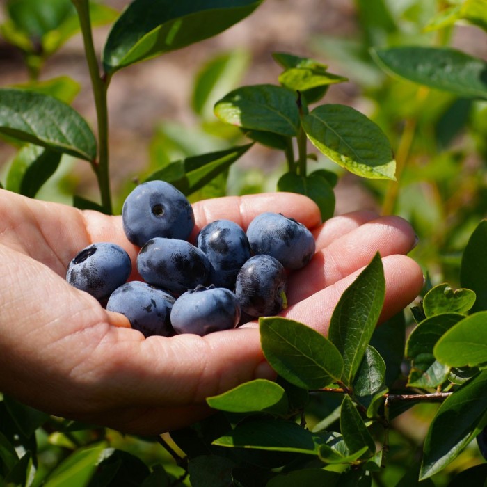 Американска Синя Боровинка Чандлър Vaccinium corymbosum Chandler